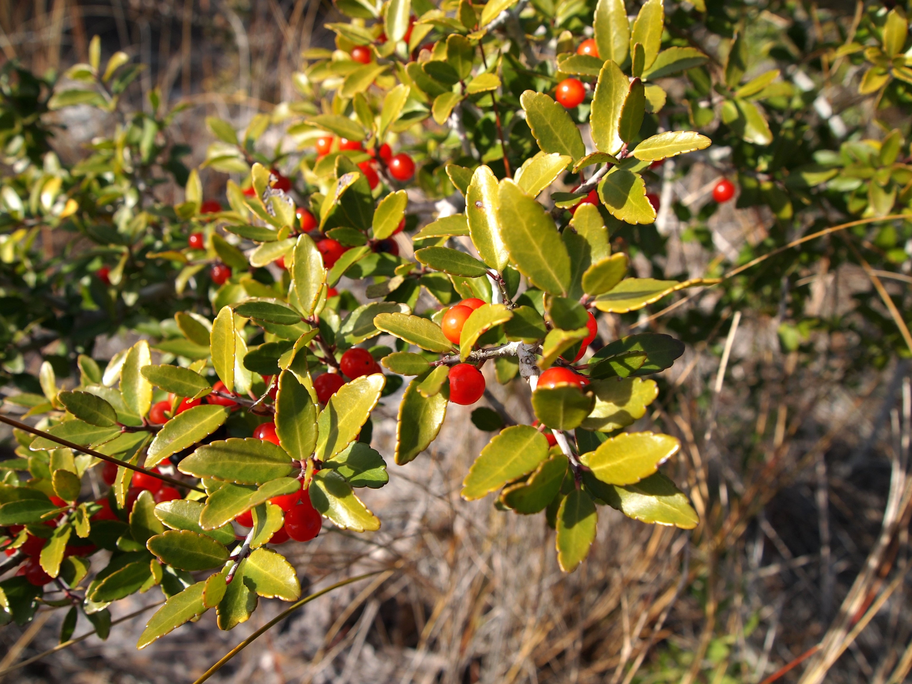 Ilex vomitoria, Luteus, CC BY 3.0 <https://creativecommons.org/licenses/by/3.0>, via Wikimedia Commons